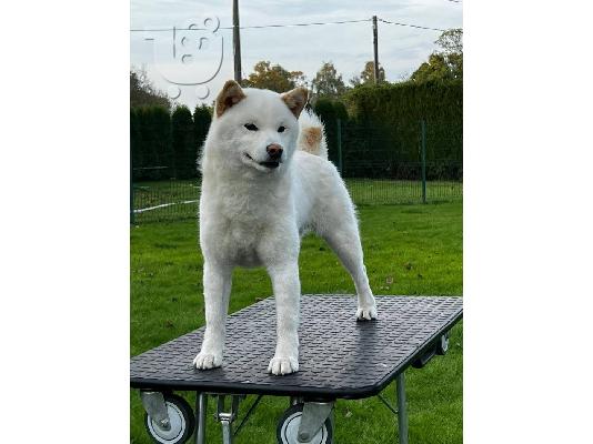Κουτάβια Shiba Inu